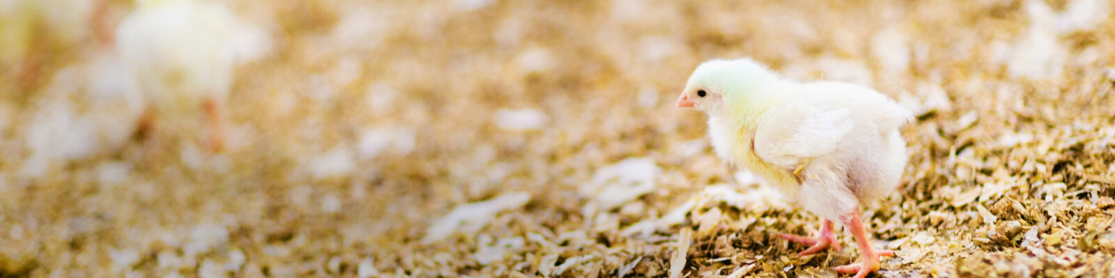 agriculture-banner-04